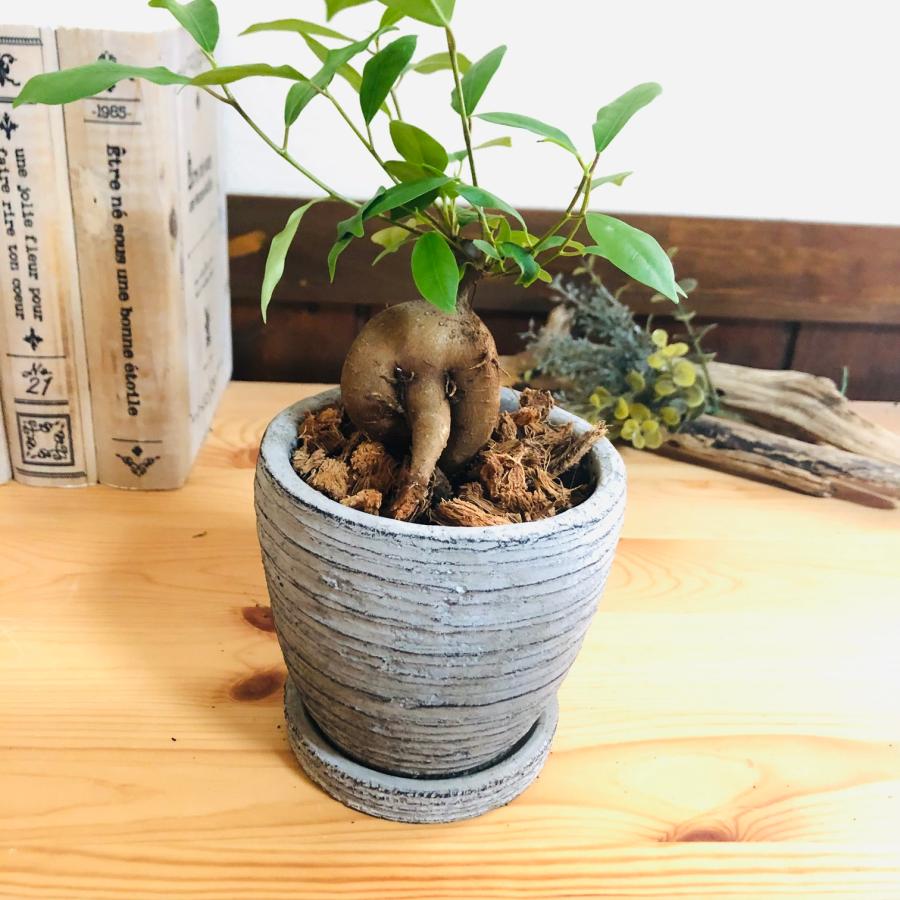 観葉植物　おしゃれ   ガジュマル　3号　グレー陶器鉢　受け皿付き　インテリア |  | 03