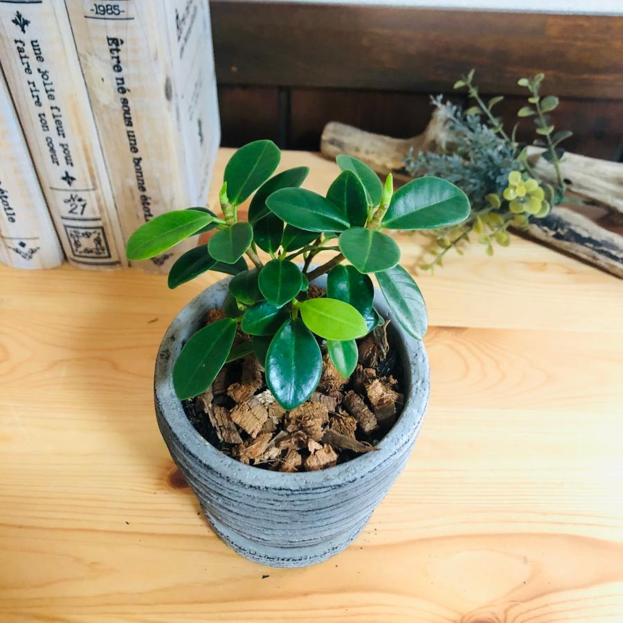 観葉植物　おしゃれ   パンダガジュマル　尖閣ガジュマル　3号　グレー陶器鉢　受け皿付き　インテリア |  | 01