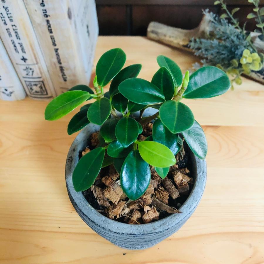 観葉植物　おしゃれ   パンダガジュマル　尖閣ガジュマル　3号　グレー陶器鉢　受け皿付き　インテリア |  | 02