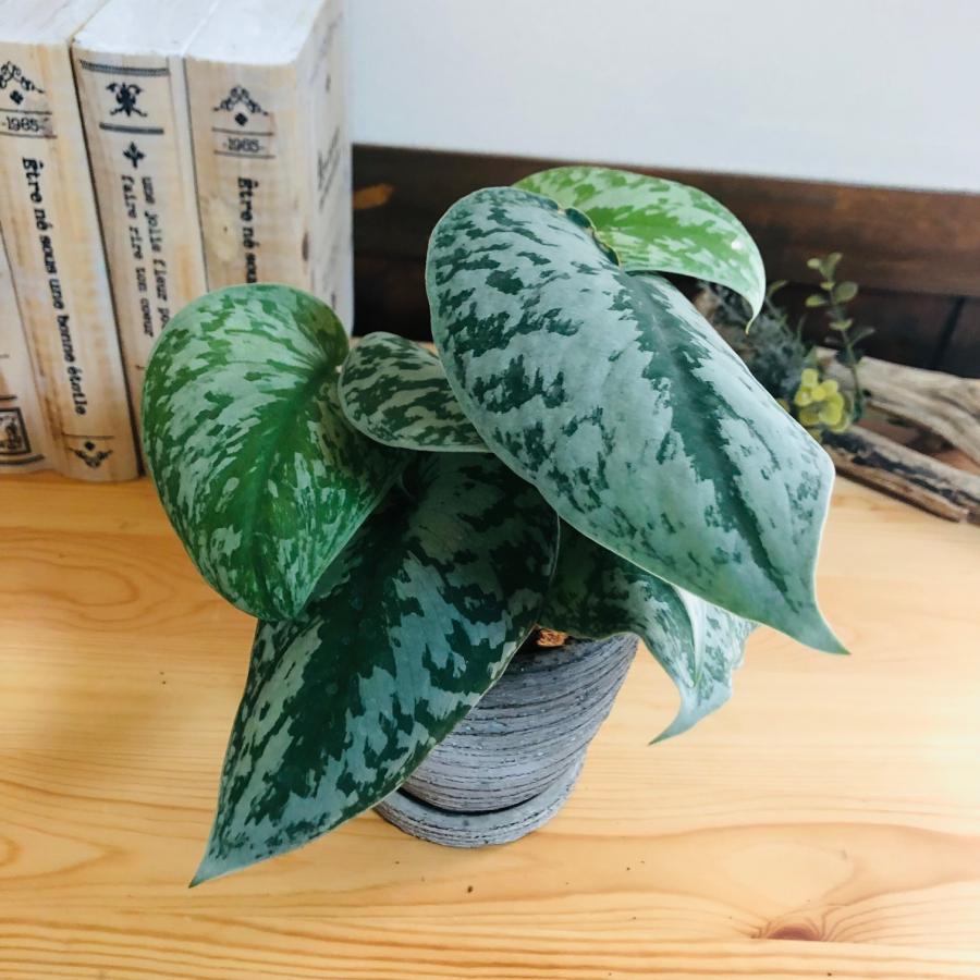 観葉植物　おしゃれ  モンステラ　スキンダプサス　3号　グレー陶器鉢　受け皿付き　インテリア |  | 01