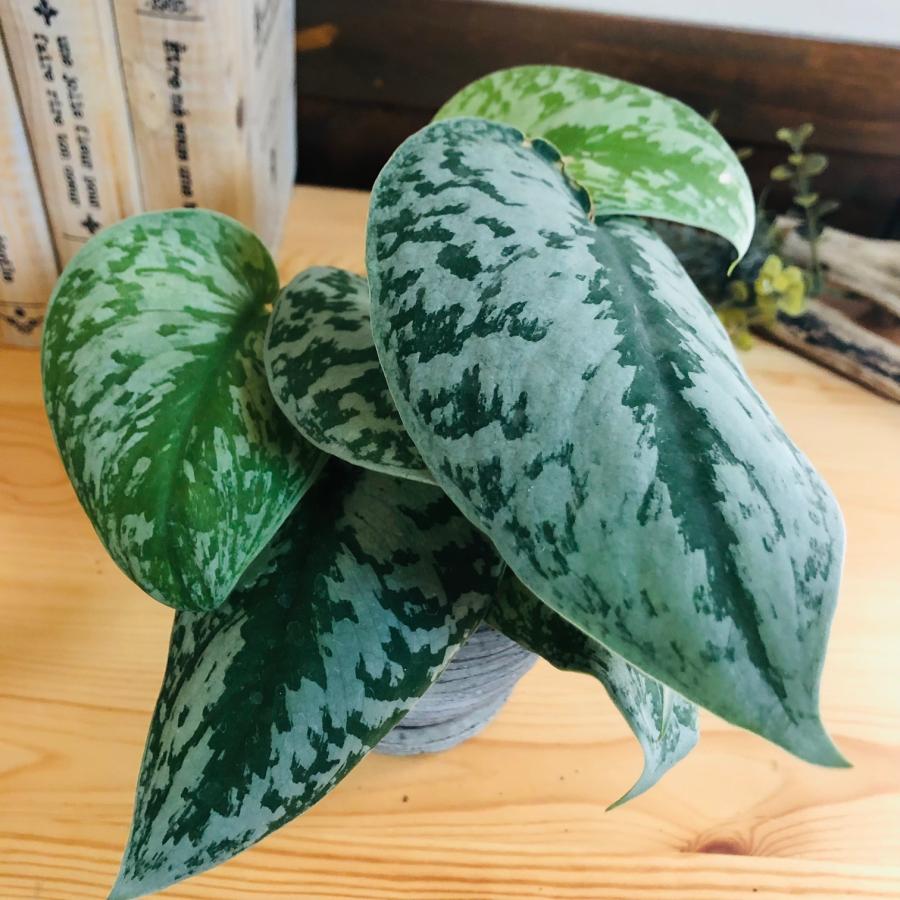 観葉植物　おしゃれ  モンステラ　スキンダプサス　3号　グレー陶器鉢　受け皿付き　インテリア |  | 02