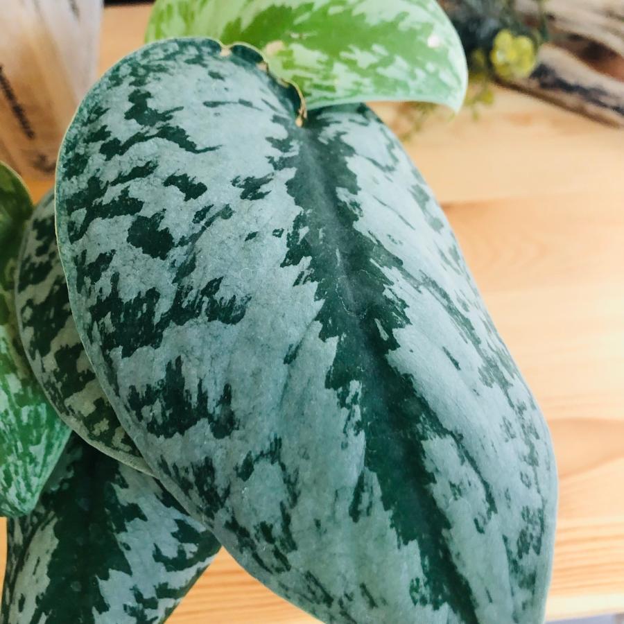 観葉植物　おしゃれ  モンステラ　スキンダプサス　3号　グレー陶器鉢　受け皿付き　インテリア |  | 03