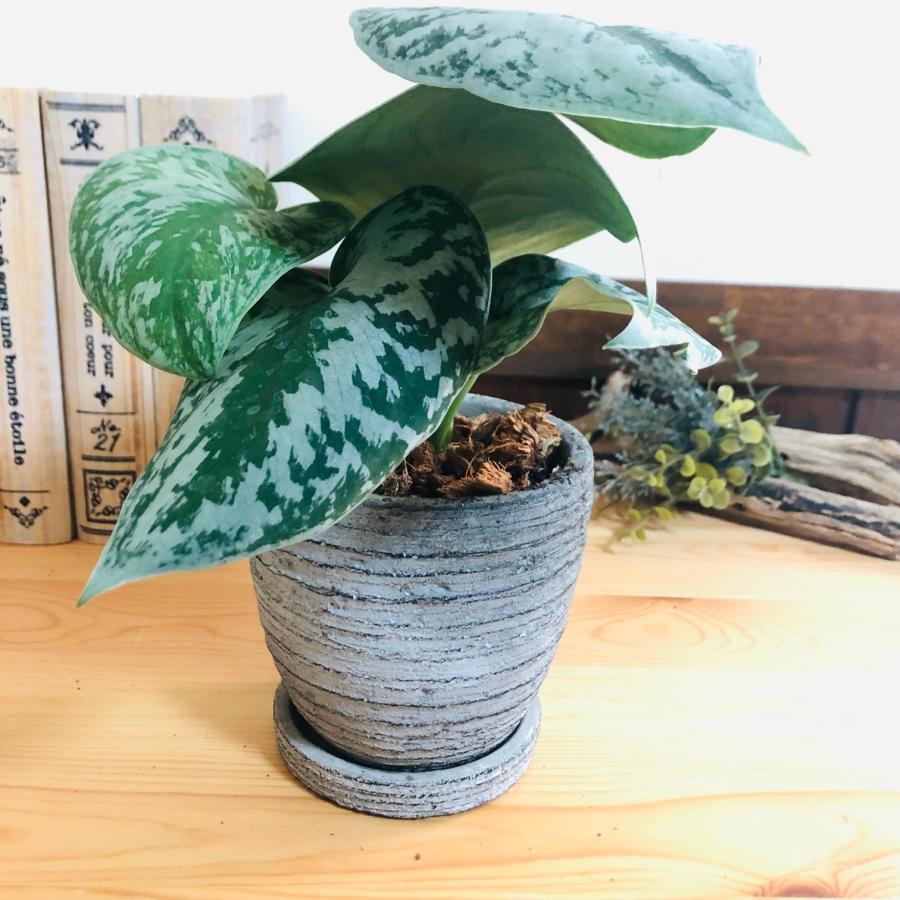 観葉植物　おしゃれ  モンステラ　スキンダプサス　3号　グレー陶器鉢　受け皿付き　インテリア |  | 04