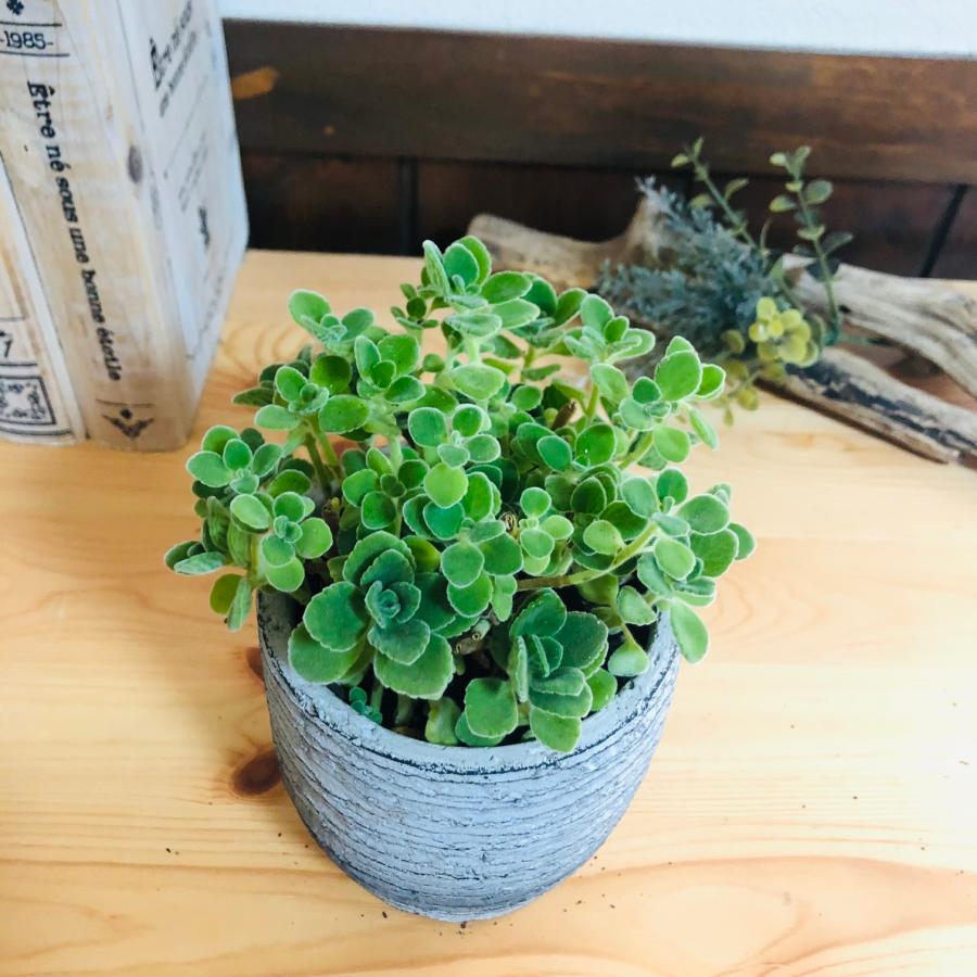 観葉植物　おしゃれ  アロマティカス　3号　グレー陶器鉢　受け皿付き　インテリア |  | 01
