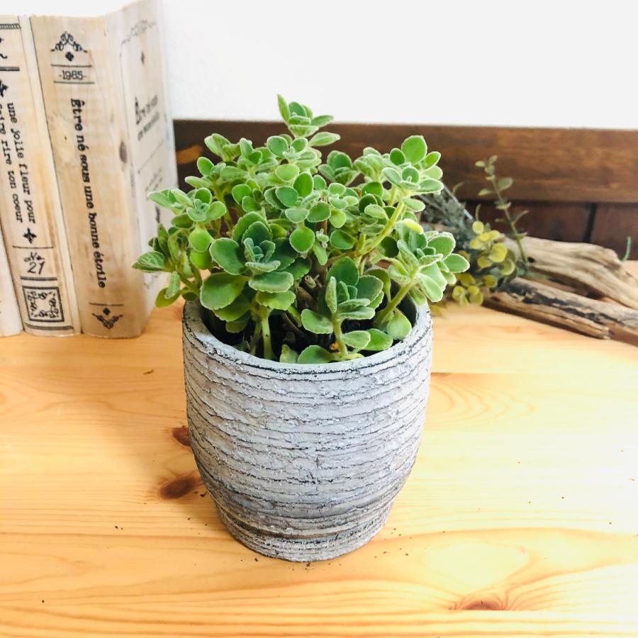 観葉植物　おしゃれ  アロマティカス　3号　グレー陶器鉢　受け皿付き　インテリア |  | 04