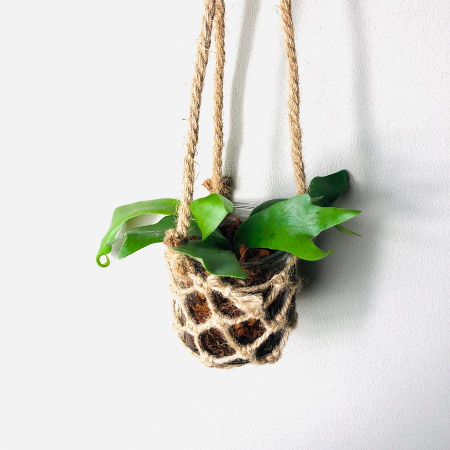 おしゃれ　観葉植物   壁掛け　グラスハンギング　コウモリラン　アルシコルネ　インテリア |  | 01