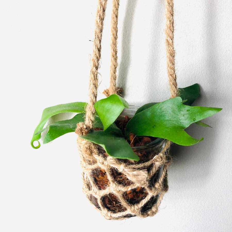 おしゃれ　観葉植物   壁掛け　グラスハンギング　コウモリラン　アルシコルネ　インテリア |  | 02