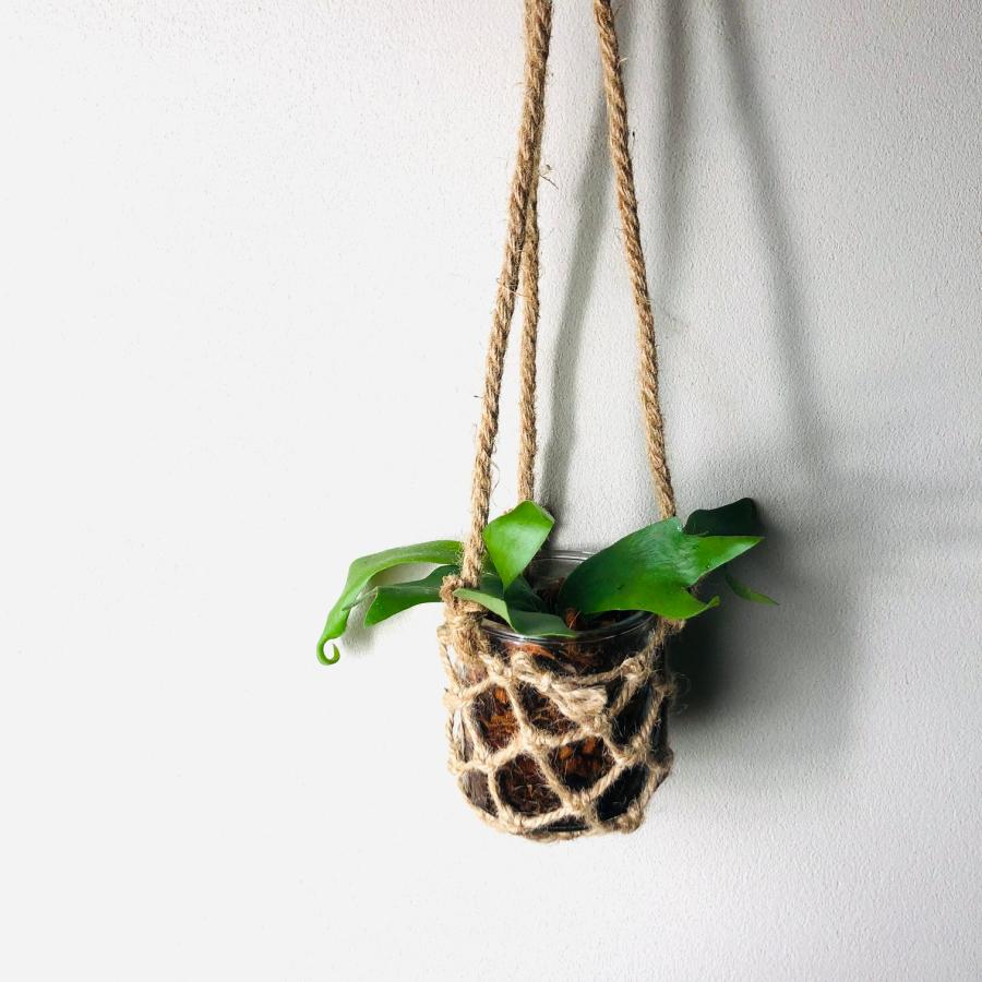 おしゃれ　観葉植物   壁掛け　グラスハンギング　コウモリラン　アルシコルネ　インテリア |  | 03