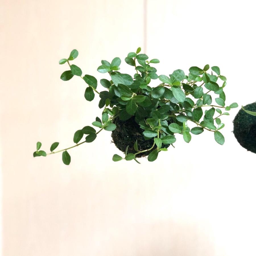 おしゃれ　観葉植物　苔玉　つる性ガジュマル　ハンギング　　インテリア　壁掛け |  | 03