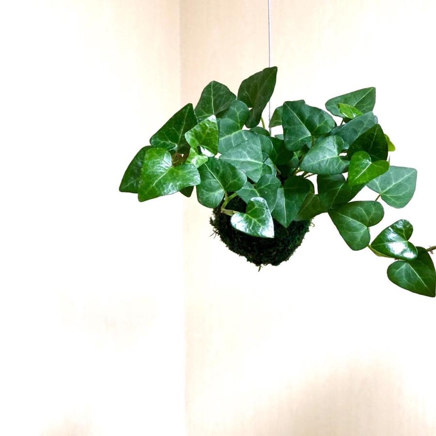 おしゃれ　観葉植物　苔玉　ハートアイビー　ハンギング　インテリア　壁掛け |  | 03