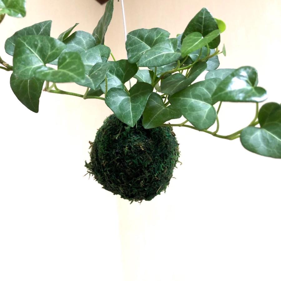 おしゃれ　観葉植物　苔玉　ハートアイビー　ハンギング　インテリア　壁掛け |  | 04