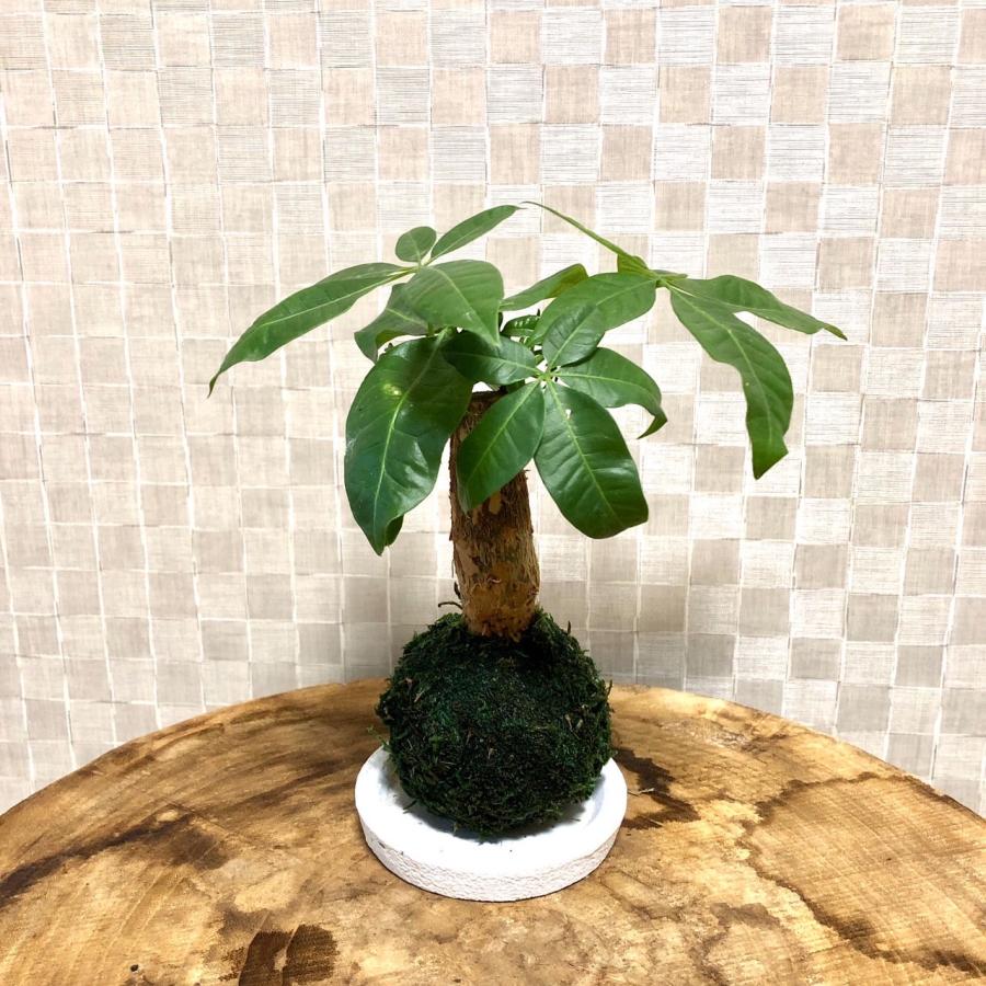 苔玉　パキラ　小さい盆栽　受け皿付き　インテリア　観葉植物 | 