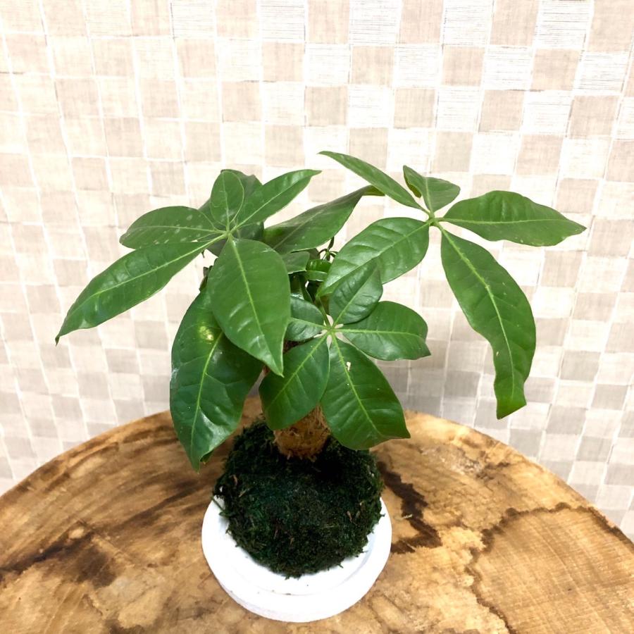 苔玉　パキラ　小さい盆栽　受け皿付き　インテリア　観葉植物 |  | 01