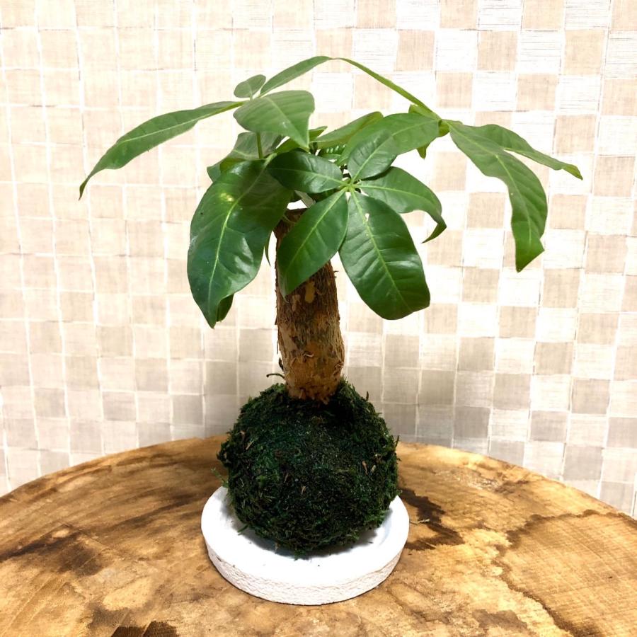 苔玉　パキラ　小さい盆栽　受け皿付き　インテリア　観葉植物 |  | 02