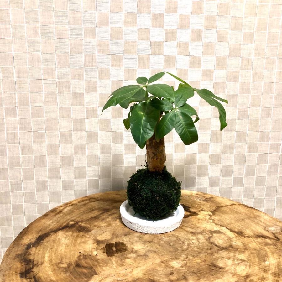 苔玉　パキラ　小さい盆栽　受け皿付き　インテリア　観葉植物 |  | 03