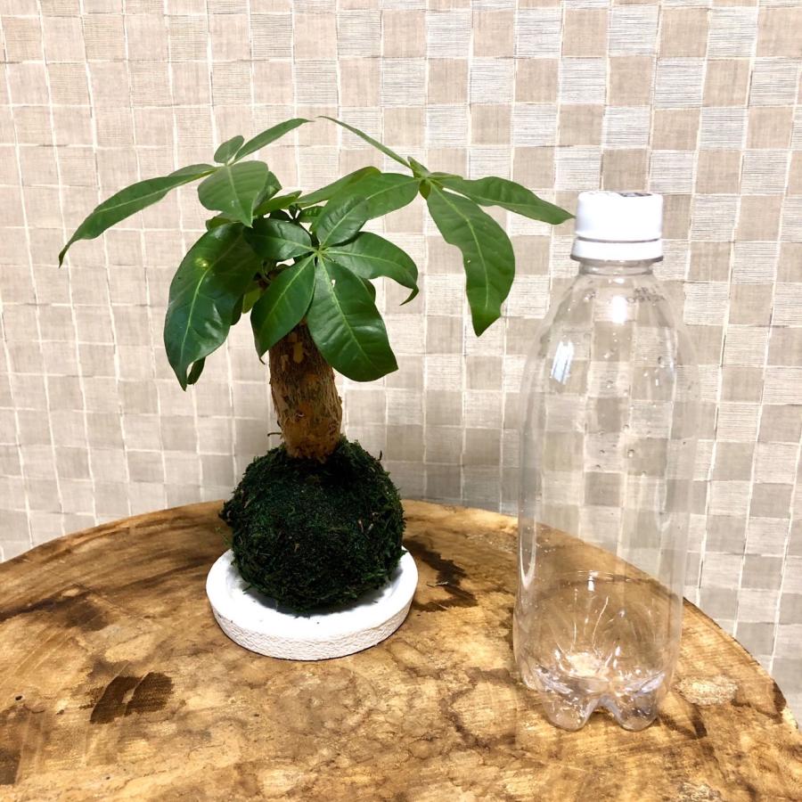 苔玉　パキラ　小さい盆栽　受け皿付き　インテリア　観葉植物 |  | 04