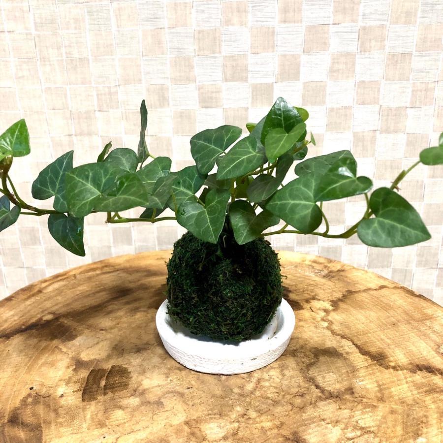 苔玉　ハートアイビー　小さい盆栽　受け皿付き　インテリア　観葉植物 | 