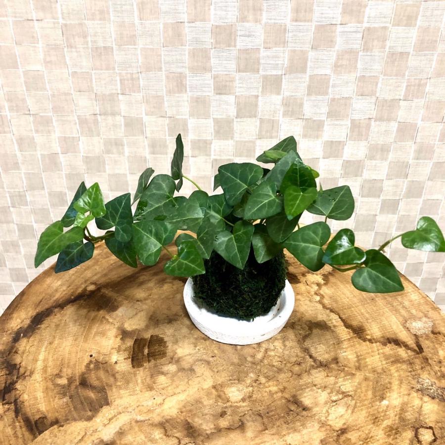 苔玉　ハートアイビー　小さい盆栽　受け皿付き　インテリア　観葉植物 |  | 01