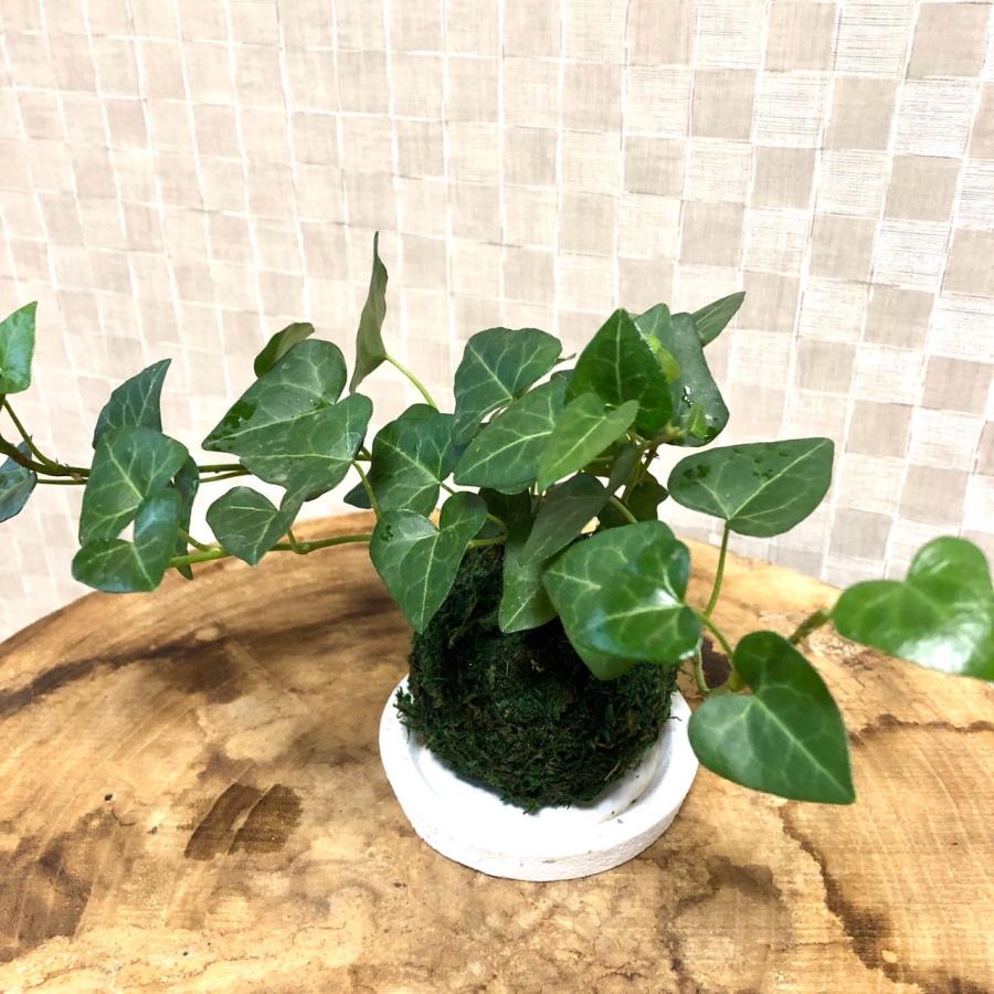 苔玉　ハートアイビー　小さい盆栽　受け皿付き　インテリア　観葉植物 |  | 02
