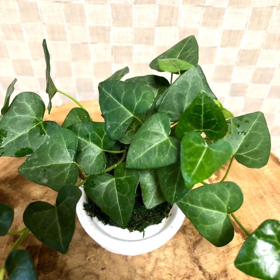 苔玉　ハートアイビー　小さい盆栽　受け皿付き　インテリア　観葉植物 |  | 03