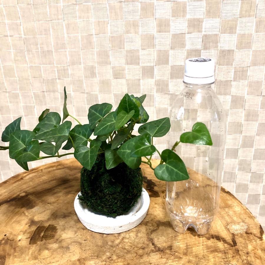 苔玉　ハートアイビー　小さい盆栽　受け皿付き　インテリア　観葉植物 |  | 04