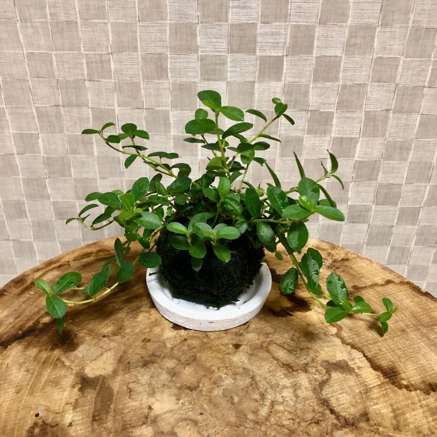 苔玉　つる性ガジュマル　小さい盆栽　受け皿付き　インテリア　観葉植物 |  | 01