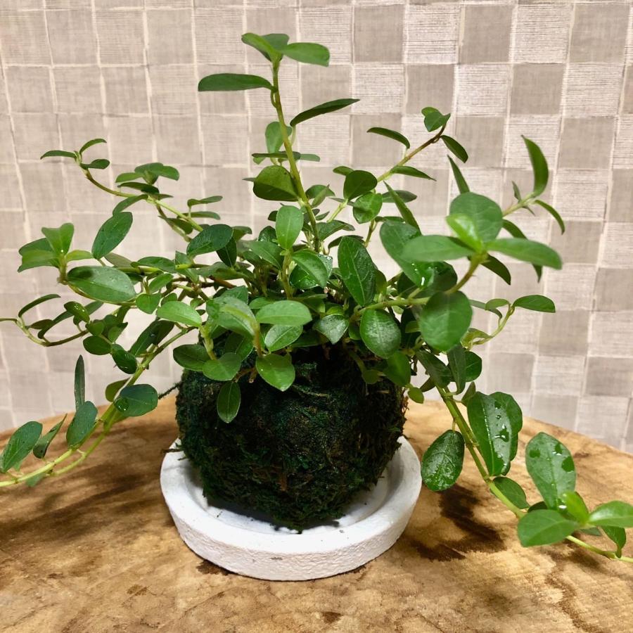 苔玉　つる性ガジュマル　小さい盆栽　受け皿付き　インテリア　観葉植物 |  | 02