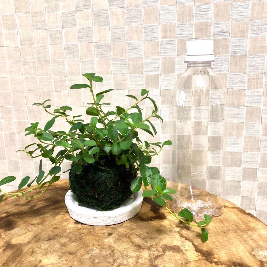 苔玉　つる性ガジュマル　小さい盆栽　受け皿付き　インテリア　観葉植物 |  | 03