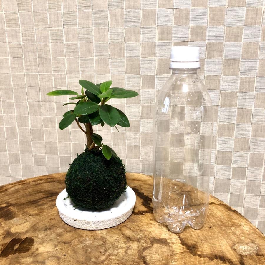 ま*み様 パンダ　ガジュマル　斑入り　苔玉 ま*み様 パンダ ガジュマル 斑入り 苔玉