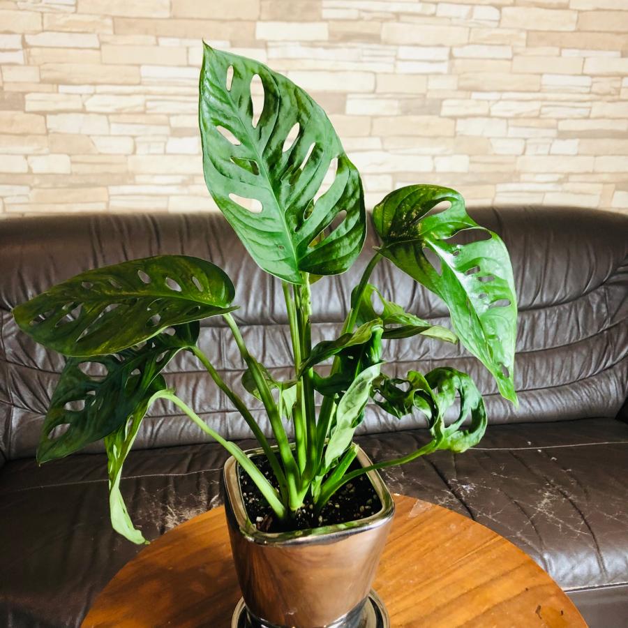 おしゃれ　インテリア　モンステラ・マドカズラ　4号　メタリック　シルバー鉢　受け皿付き　観葉植物　 |  | 01