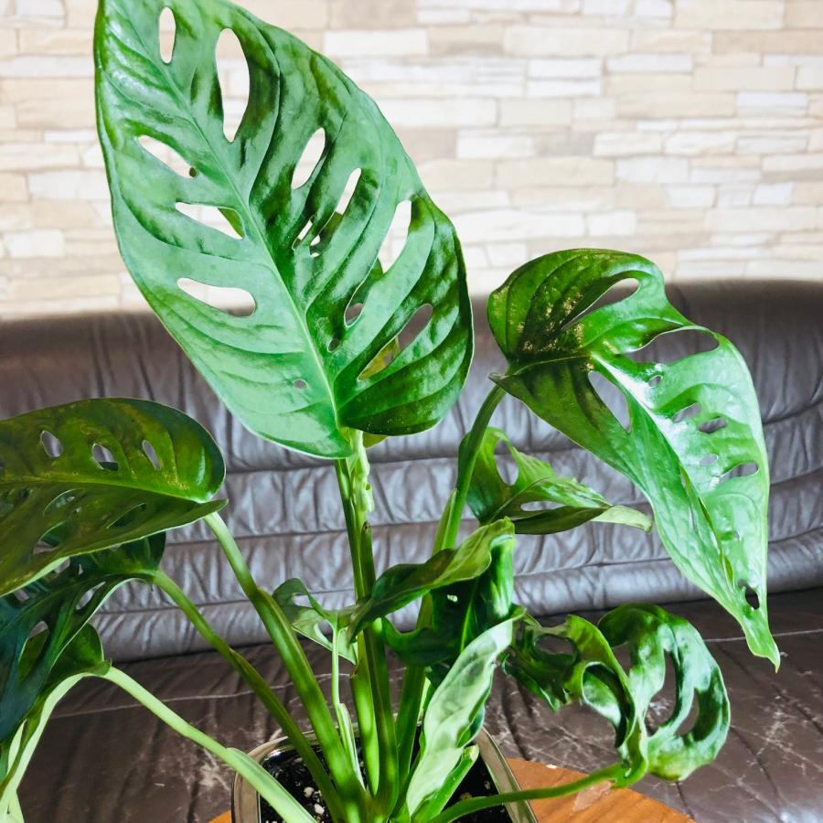 おしゃれ　インテリア　モンステラ・マドカズラ　4号　メタリック　シルバー鉢　受け皿付き　観葉植物　 |  | 02