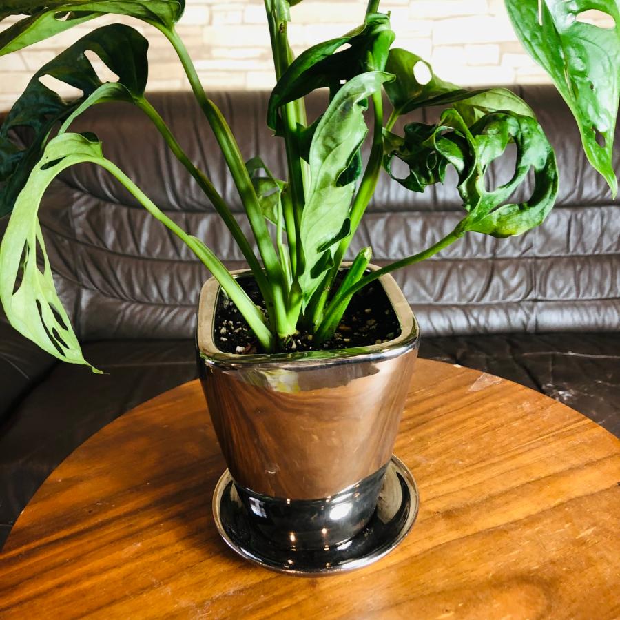 おしゃれ　インテリア　モンステラ・マドカズラ　4号　メタリック　シルバー鉢　受け皿付き　観葉植物　 |  | 03