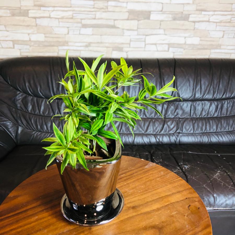 クテナンテ セトサ ファイバー鉢 お皿付き クテナンテ – 観葉植物専門店プランチュ
