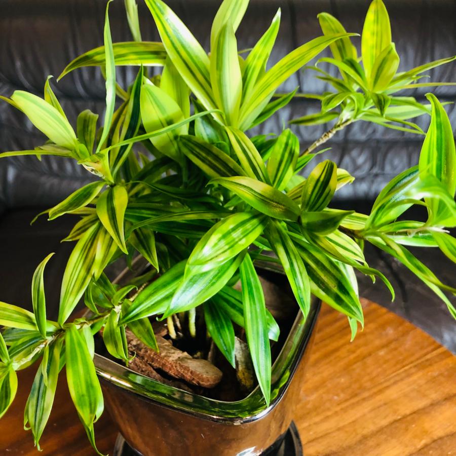 おしゃれ インテリア ドラセナ・スルクロサ ファニータ 4号 メタリック