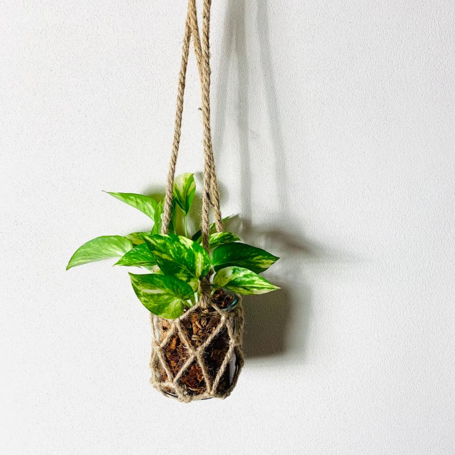 観葉植物　おしゃれ   壁掛け　グラスハンギング　ポトス　ゴールデン　インテリア | 