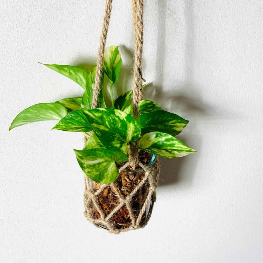 観葉植物　おしゃれ   壁掛け　グラスハンギング　ポトス　ゴールデン　インテリア |  | 02