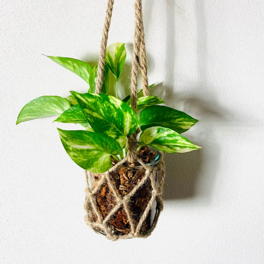 観葉植物　おしゃれ   壁掛け　グラスハンギング　ポトス　ゴールデン　インテリア |  | 03