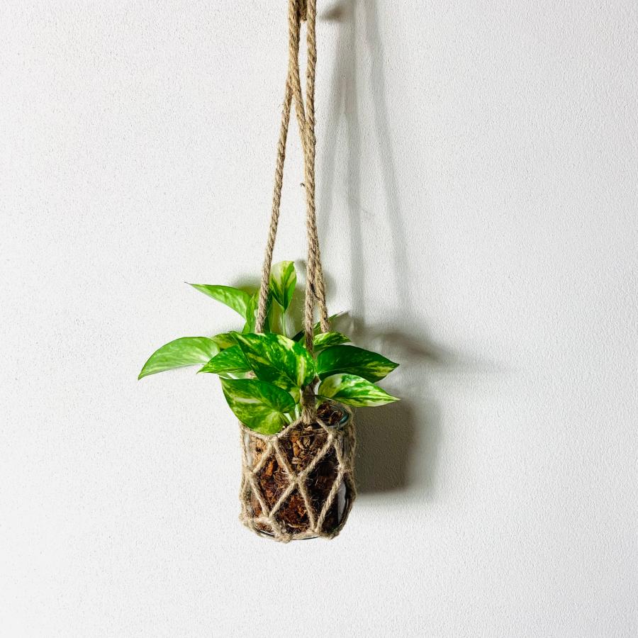 観葉植物　おしゃれ   壁掛け　グラスハンギング　ポトス　ゴールデン　インテリア |  | 04