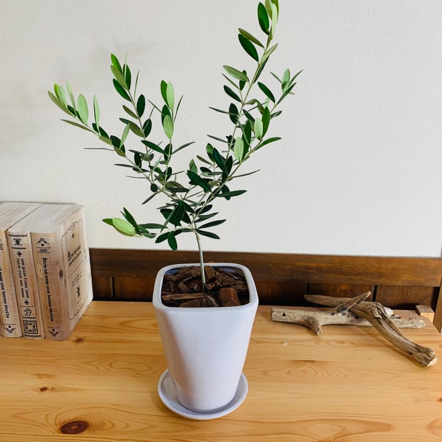 観葉植物　おしゃれ　オリーブ　スクエアロング陶器鉢　受け皿付き　5号　引っ越し　ギフト | 