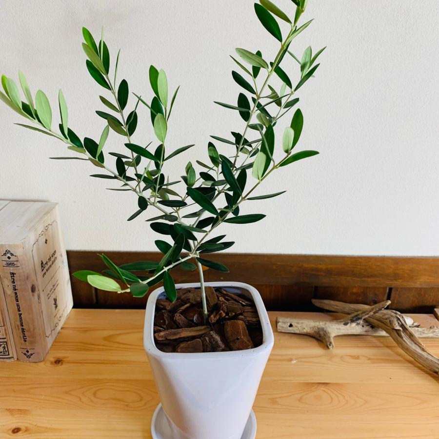 観葉植物　おしゃれ　オリーブ　スクエアロング陶器鉢　受け皿付き　5号　引っ越し　ギフト |  | 01