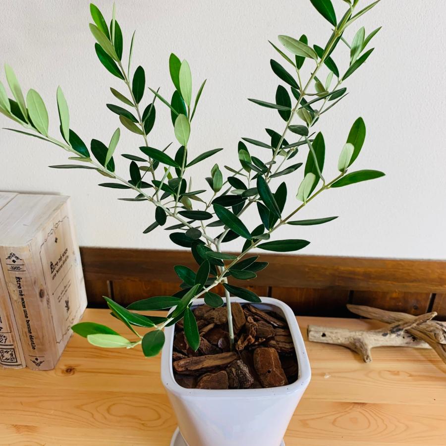 観葉植物　おしゃれ　オリーブ　スクエアロング陶器鉢　受け皿付き　5号　引っ越し　ギフト |  | 02