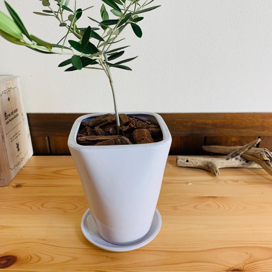 観葉植物　おしゃれ　オリーブ　スクエアロング陶器鉢　受け皿付き　5号　引っ越し　ギフト |  | 03