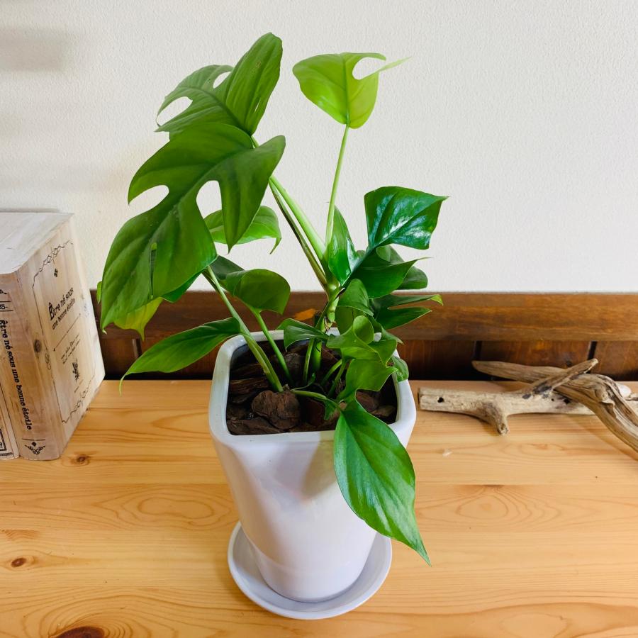 観葉植物　おしゃれ　モンステラ　スクエアロング陶器鉢　受け皿付き　5号　引っ越し　ギフト |  | 01