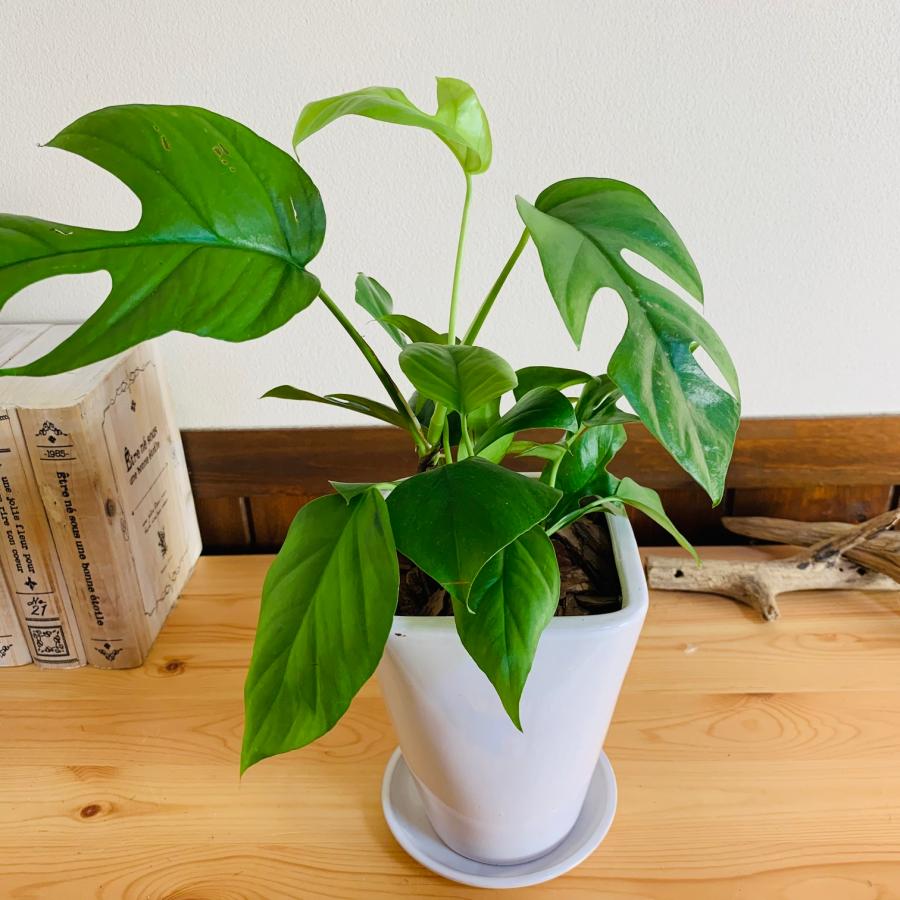 観葉植物　おしゃれ　モンステラ　スクエアロング陶器鉢　受け皿付き　5号　引っ越し　ギフト |  | 02