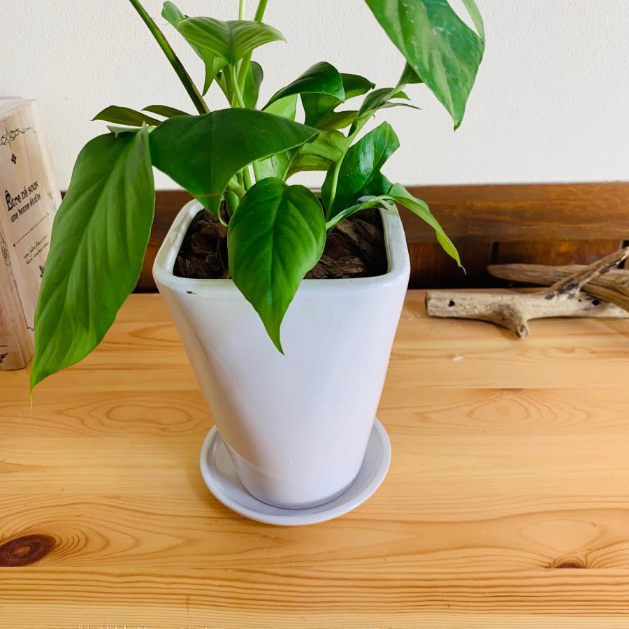観葉植物　おしゃれ　モンステラ　スクエアロング陶器鉢　受け皿付き　5号　引っ越し　ギフト |  | 03