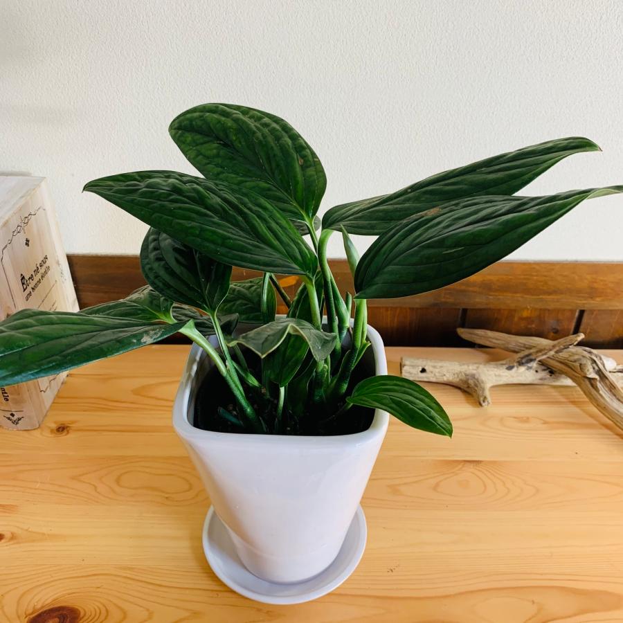 観葉植物 おしゃれ モンステラ ジェイドシャトルコック スクエアロング 
