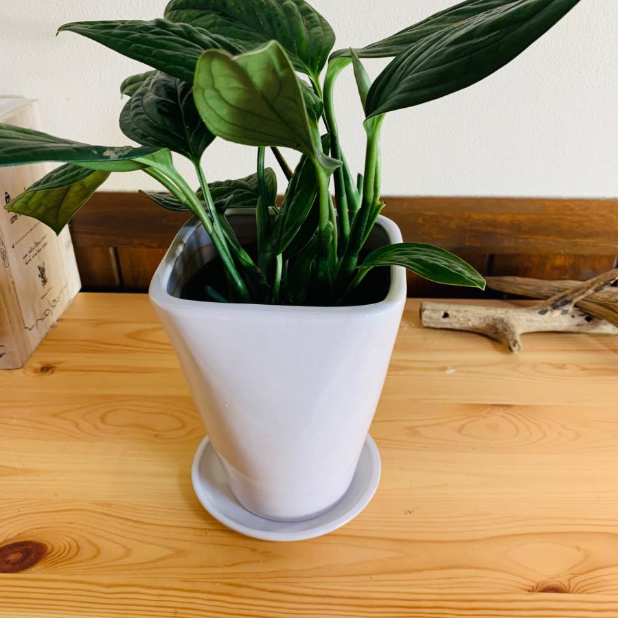 観葉植物 おしゃれ モンステラ ジェイドシャトルコック スクエアロング 