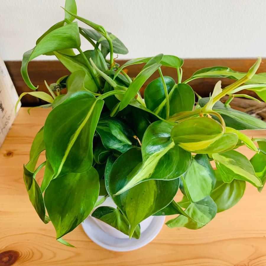 観葉植物　おしゃれ　オキシカルジュウム　ブラジル　スクエアロング陶器鉢　受け皿付き　5号　引っ越し　ギフト |  | 02