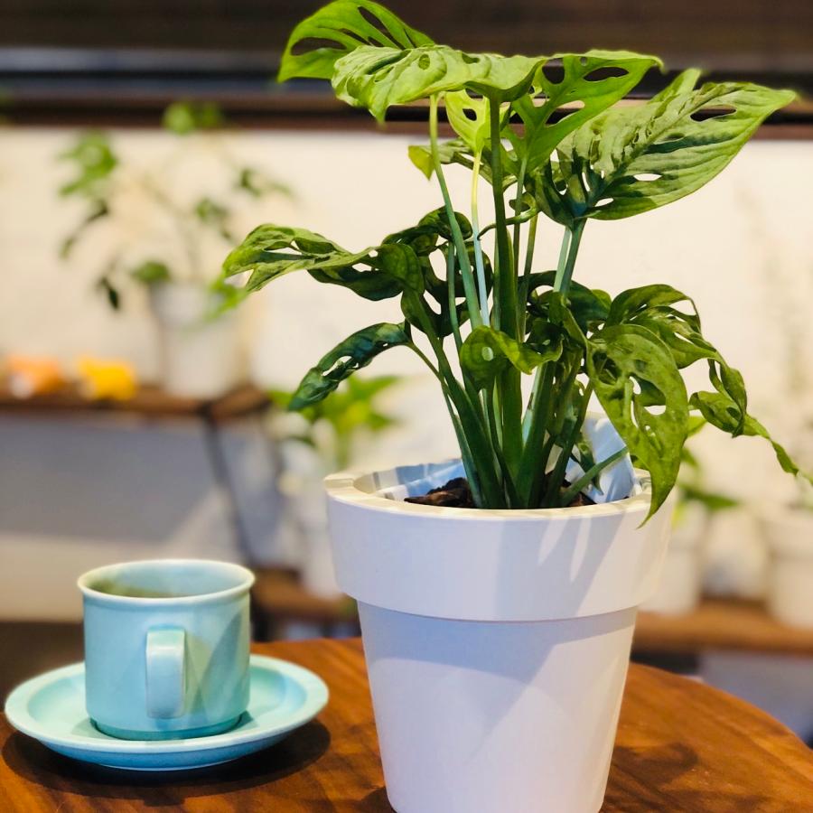 観葉植物　おしゃれ　オーランポット　モンステラ　マドカズラ　ベラボン植え　観葉植物　インテリア　引っ越し　ギフト |  | 01