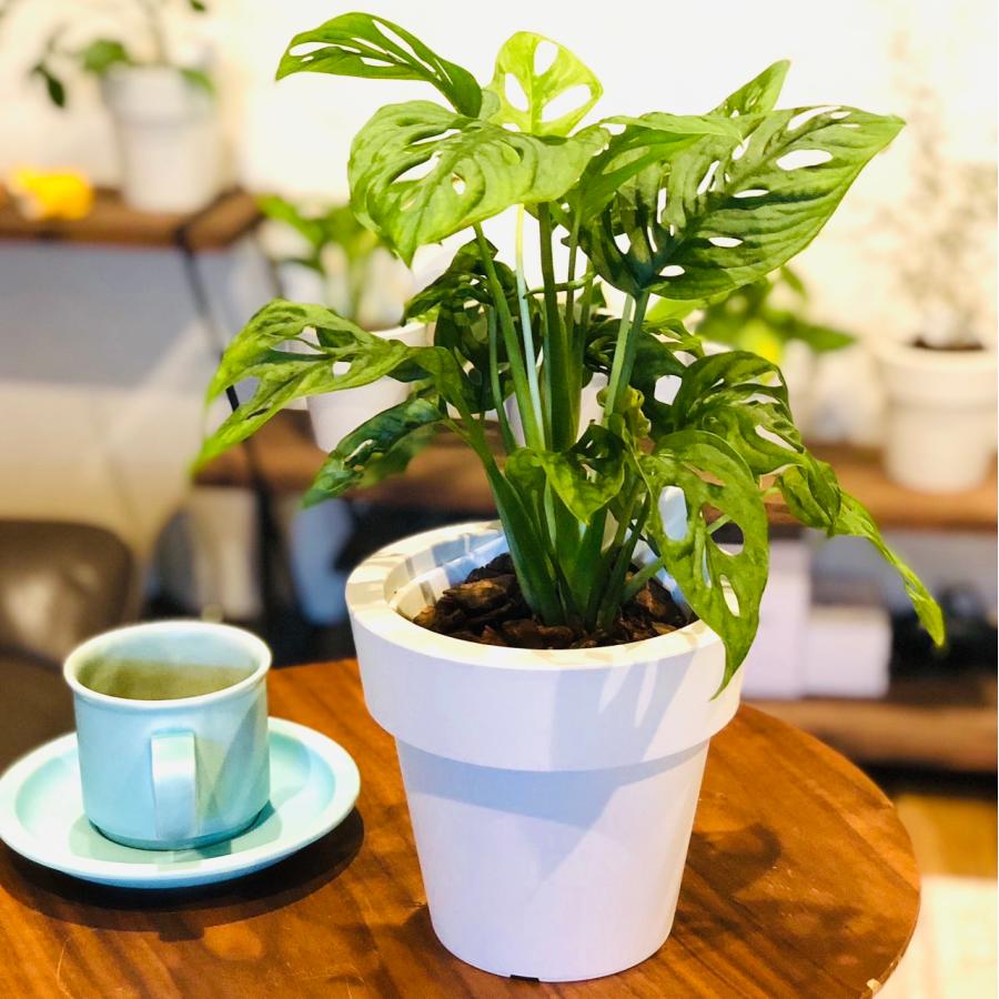 観葉植物　おしゃれ　オーランポット　モンステラ　マドカズラ　ベラボン植え　観葉植物　インテリア　引っ越し　ギフト |  | 02